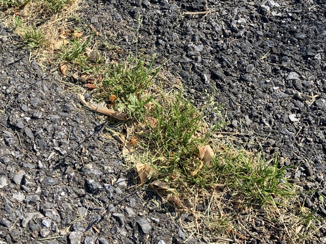 how to prevent weeds in driveway cracks