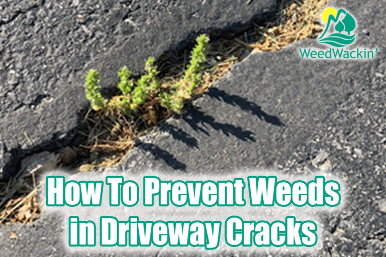 How to Prevent Weeds in Driveway Cracks