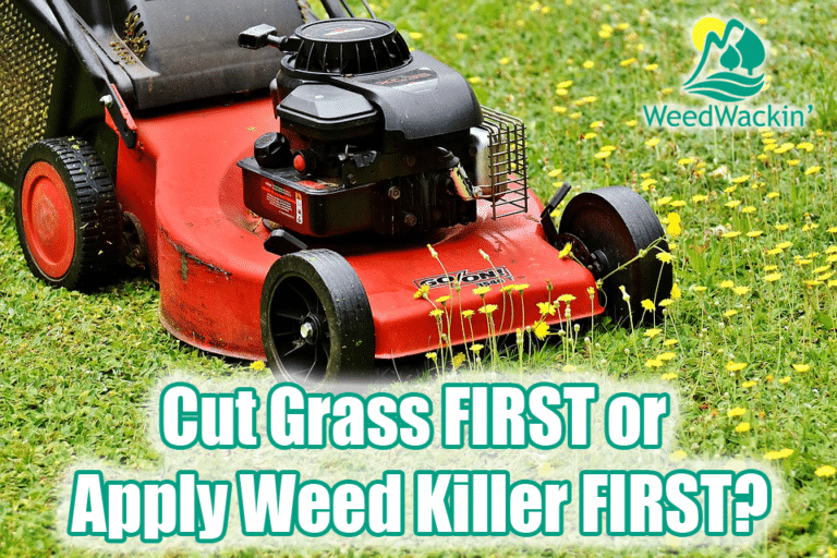 Should I Cut the Grass Before Applying Weed Killer?