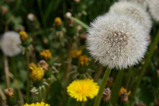 lawn weeds